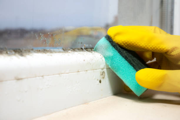 Best Mold Cleaning Services  in Amherst, OH