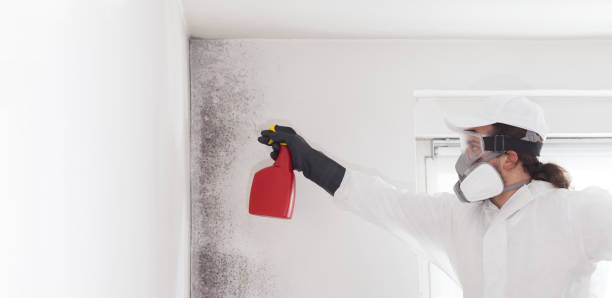 Best Crawl Space Mold Removal  in Amherst, OH