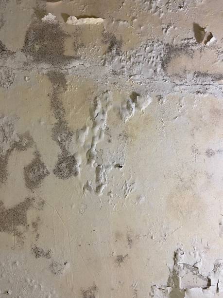 Reliable Amherst, OH Mold Removal Solutions
