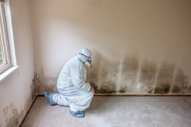 Best Attic Mold Removal  in Amherst, OH