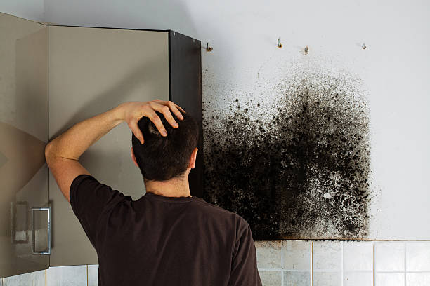 Best Mold Cleaning Services  in Amherst, OH