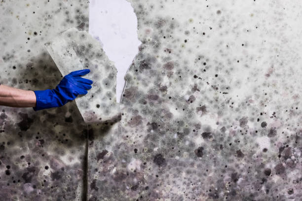 Best Office Mold Removal Services  in Amherst, OH