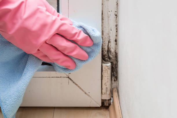 Best Mold Damage Repair  in Amherst, OH